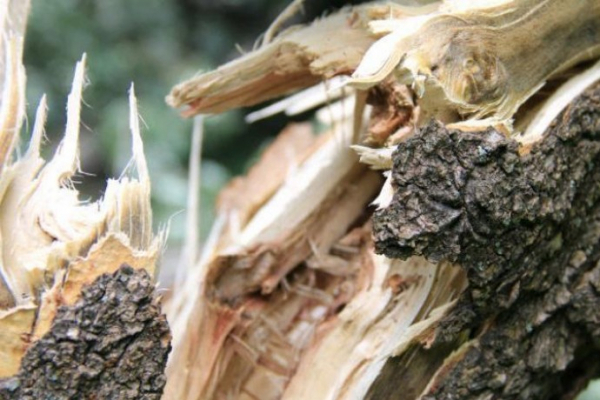 У Більче-Золотому на 35-річного лісоруба впало дерево. Чоловік загинув
