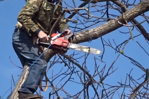 На Тернопільщині 58-річний чоловік зрізав дерево і загинув