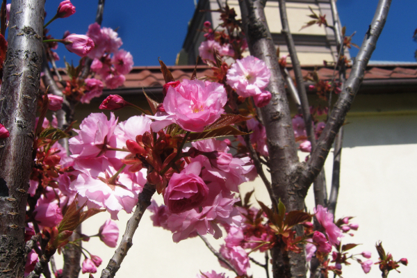 І в Теребовлі у цю воєнну весну таки зацвіли східні дерева щастя – сакури