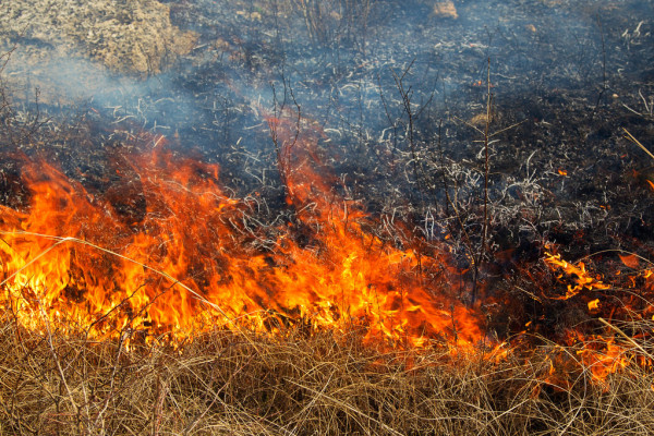 Далі палять суху траву: за добу на Тернопільщині рятувальники гасили 11 пожеж