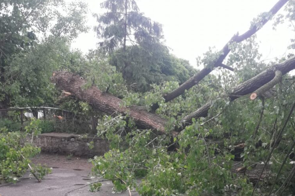 Негода на Тернопільщині наробила лиха: буревій повалив велике дерево (Відео)