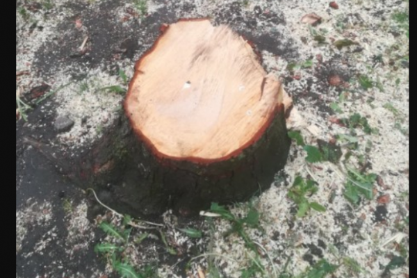 У Тернополі зрізали 11 здорових дерева на потребу благоустрою