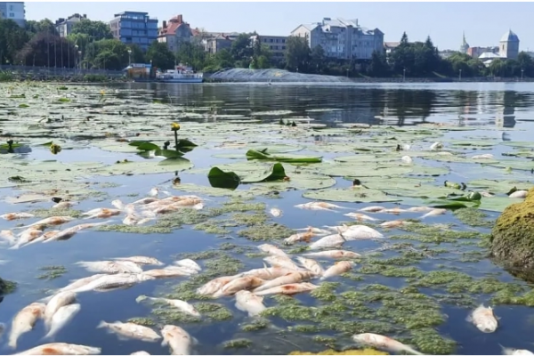 У Тернополі на ставі масово гине риба: сморід на усе місто