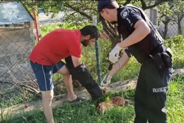 У Тернополі патрульні та зоозахисники врятували лиса