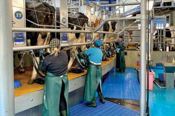 «Бучачагрохлібпром» планує доїти до 40 л молока на день від корови