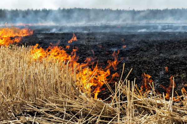 Жителька Тернопільщини загинула під час спалювання трави на власному городі