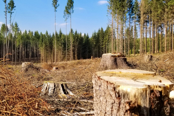 На Тернопільщині незаконно вирубували дерева у лісонасадженнях «Львівської залізниці»