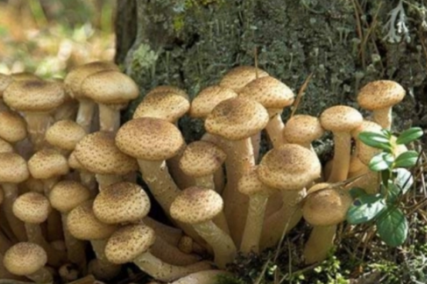 На Тернопільщині батько і донька отруїлися грибами