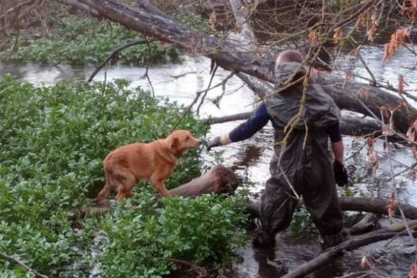 Біля Тернополя собака застрягла на острові без їжі