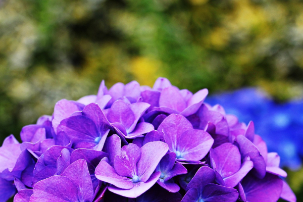 Найкрасивіші фіолетові квіти для вашого букета
