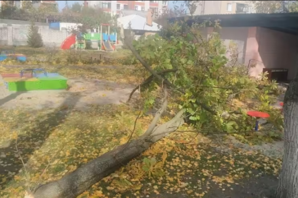 У Тернополі дерево убило людину