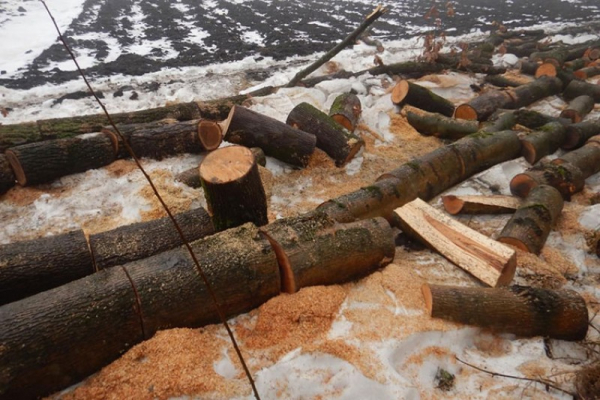 До трьох років тюрми: на Тернопільщині чоловік зрізав декілька дерев породи ясен та дуб