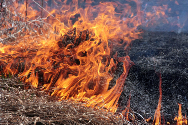 Жителям Тернопільщини нагадали про відповідальність за спалювання сухої трави