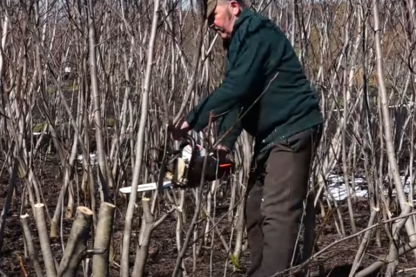 Мрія не стала реальністю: подружжя на Лановеччині вирізає сотні дерев