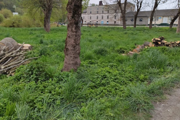 Чи покарають винних: на Тернопільщині вирізали парк на дрова