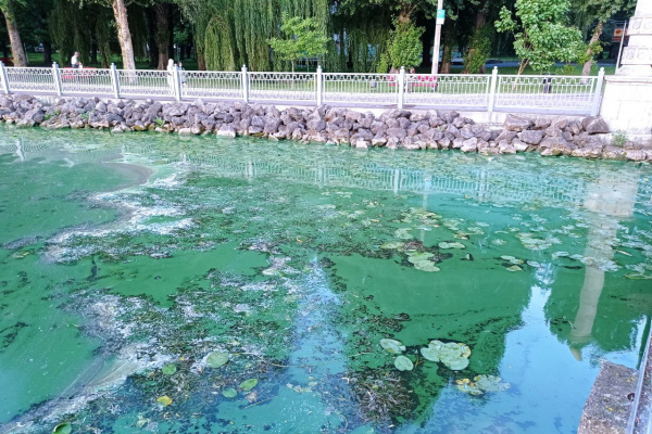 У Тернополі на ставі жахливий сморід та зелена вода: водойма знову цвіте