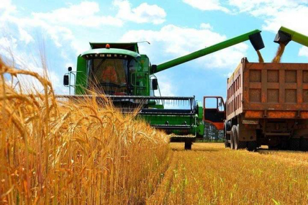 На Тернопільщині повністю обмолотили пшеницю, ячмінь і жито: чи задоволені аграрії врожаєм