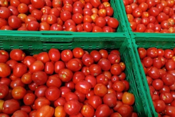 Фермерське господарство «Гадз» з Тернопільщини почало реалізацію помідорів власного врожаю