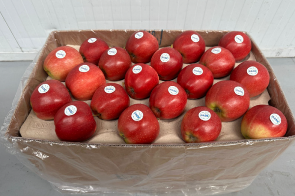 Фермерське господарство «Гадз» розпочинає сезон експорту яблук