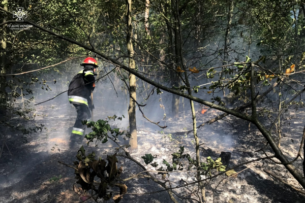 В Борсуківській ОТГ під час лісової пожежі загинула жінка
