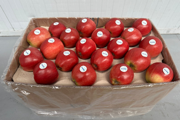 Фермери з Тернопільщини розпочали сезон експорту яблук 