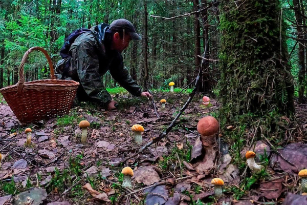 Жителі Тернопільщині під час збирання грибів знайшли вибухівку