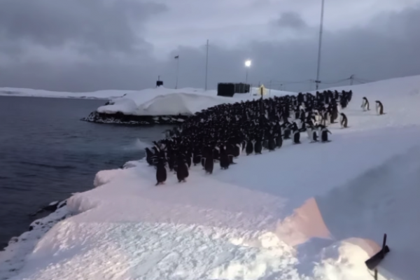Українських полярників оточила величезна зграя пінгвінів