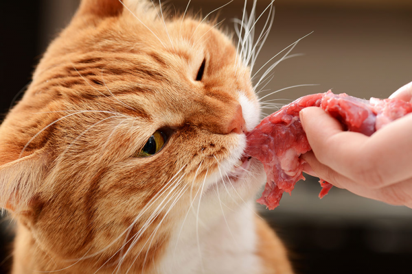 Натуральний раціон для кішок: плюси та мінуси самостійного приготування їжі