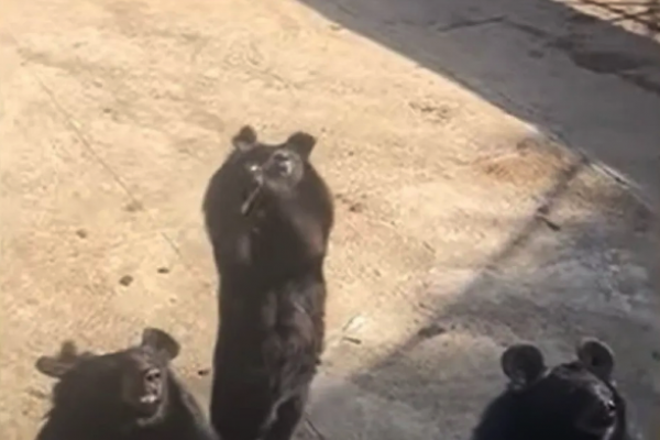 Чорні ведмеді в зоопарку станцювали китайський танець