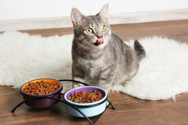 Харчування котів: важливо звернути увагу