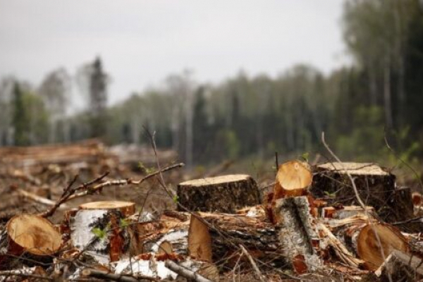 Житель Чортківщини вирубував дерева на території «Дністровського каньйону»