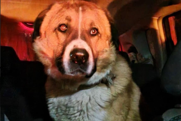 Дві доби був замкнений у машині і скавулів: у Тернополі патрульні врятували собаку
