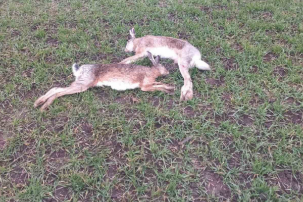 На полі в Чортківському районі виявили мертвих зайців: що сталося