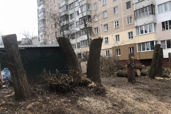 У Тернополі через голову ОСББ знищили дерева