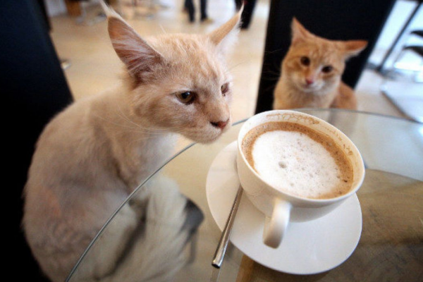 У Тернополі розгортається скандал навколо «котячого кафе»