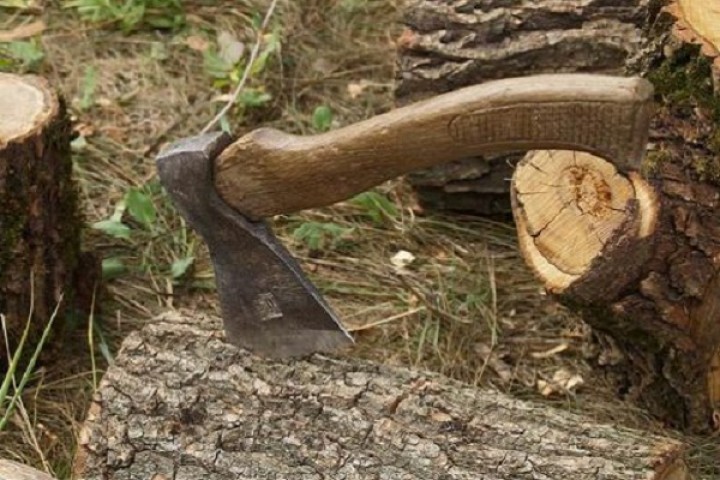 На Тернопільщині лісогосподарське підприємство сплатить понад 500 тис грн через незаконно вирубані дерева