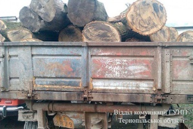 Три факти порубки дерев зафіксували правоохоронці на Тернопільщині