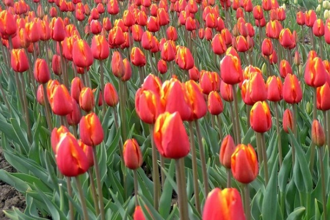 Скільки коштують тюльпани напередодні 8 березня