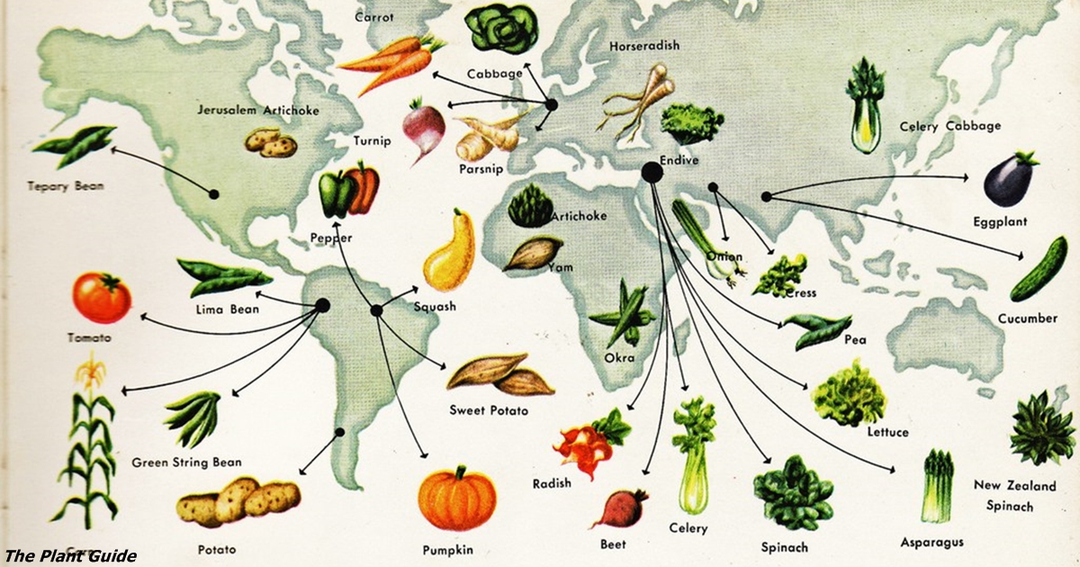 До вашої уваги історія кожного овоча на вашому столі. Ви не повірите, звідки прийшли огірки! (Фото)