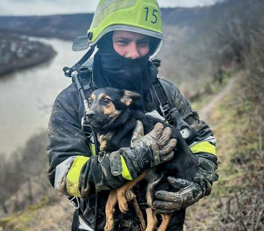 У Дністровському каньйоні рятували собаку, який впав в ущелину